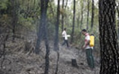 Cháy rừng thông 26 năm tuổi