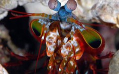 Phát kiến mới nhờ tôm tích