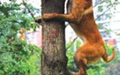Chó trèo cây