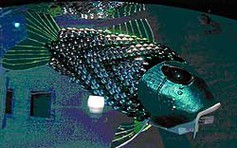 Cá robot ở sông Themes