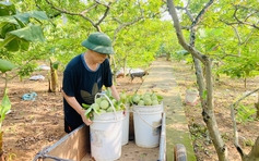 Quảng Ninh giúp dân tiêu thụ na Đông Triều bằng cách nào?