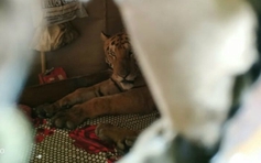 Hổ leo vào giường ngủ nhà dân tránh lũ lớn ở Ấn Độ