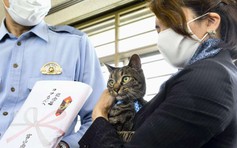 Nhật Bản tuyên dương mèo cứu cụ ông bị té ngã xuống kênh