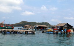 Cá lồng bè chết hàng loạt chưa rõ nguyên nhân tại Quảng Nam