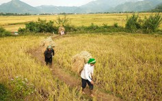 Sau dịch, lên Tây Bắc hòa mình vào mùa vàng