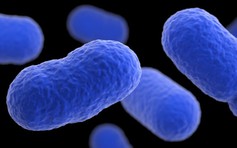 Báo động bùng phát nhiễm khuẩn Listeria chết người ở Mỹ