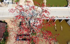 Tháng 3, chiêm ngưỡng những cây gạo già ra hoa rực đỏ nơi miền Trung