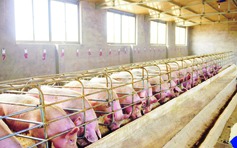 Dịch tả lợn châu Phi xuất hiện ở Hà Nam: Masan chủ động tạm ngừng cung cấp thịt lợn sạch