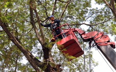 Phòng 'thảm họa mùa mưa', mé cây vào đợt cao điểm ở TP.HCM