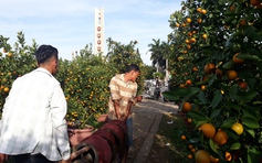 Chủ bán hoa Tết Canh Tý Đà Nẵng: 'Trả giá chứ không mua, năm nay ế nhất'