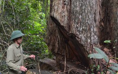 Gỗ hương cổ thụ trong Vườn quốc gia Kon Ka Kinh bị chặt hạ