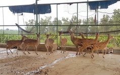 Gia Lai: Bàn giao 26 cá thể hươu, nai cho Vườn Quốc gia Kon Ka Kinh