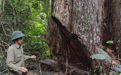 Lâm tặc vào Vườn Quốc gia Kon Ka Kinh khai thác trái phép gỗ giáng hương