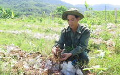 Sức sống ở làng thanh niên lập nghiệp: Hướng đến việc cung ứng nông sản phẩm sạch