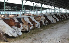 Hà Tĩnh xem xét cho điều chỉnh dự án chăn nuôi bò nghìn tỉ sau đại án