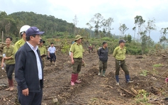 Chủ tịch tỉnh Lâm Đồng chỉ đạo thế nào khi rừng liên tục bị triệt hạ?