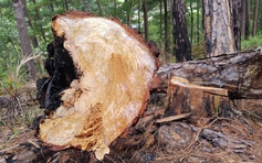 Truy tìm thủ phạm cưa hạ 18 cây thông rừng phòng hộ Đại Ninh gần đèo Prenn