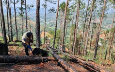 Lâm Đồng: Giải tỏa 8 ha cây trồng trên đất rừng, xác định chủ xe san ủi rừng