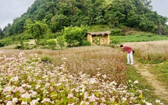 Thái Nguyên sắp có cánh đồng 7ha hoa tam giác mạch, du khách tha hồ 'sống ảo'