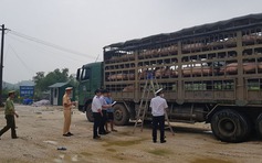 Tiêu hủy một xe tải lợn vì nghi nhiễm dịch tả châu Phi