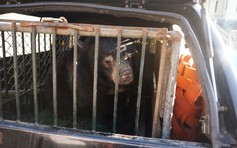 Chủ trại gấu tự nguyện giao 6 con cho ngành chức năng