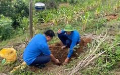 Để có những làng quê đáng sống: Trồng rừng hoa lê trắng để thu hút du khách