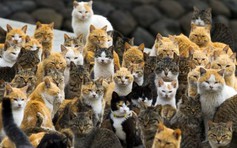 Úc sẽ diệt 2 triệu con mèo hoang trong 5 năm tới