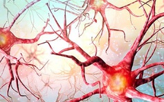 Phát hiện khó tin: Tế bào não tiếp tục hoạt động sau khi chết nhờ ‘gien zombie’