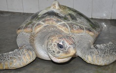 Bắt được rùa biển Trung Quốc có gắn thiết bị định vị
