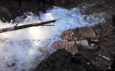 Điều tra vụ trộm bò đưa vào rừng giết thịt ở Lâm Đồng
