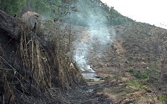 Đốt thực bì làm cháy rừng thông bị phạt 90 triệu đồng