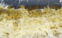 Xuất hiện tảo trong nước đổi màu ở vịnh Đà Nẵng