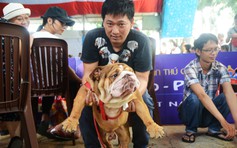 'Choáng' với chó cưng giá trăm triệu của người Sài Gòn 'đổ bộ' lễ hội