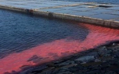 Bộ TN-MT: Dải nước đỏ ở Hà Tĩnh là do tảo nở hoa