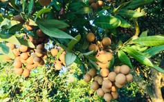 Phát triển kinh tế đi đôi với thực hiện tốt các chính sách an sinh xã hội