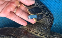 Giải cứu 1 con rùa biển 15 kg suýt bị lên bàn nhậu