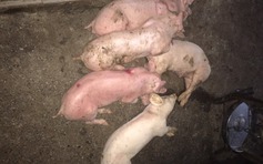 Xác minh việc hàng chục con lợn chết sau khi chuyển từ Đồng Nai về Quảng Trị