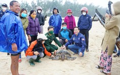 Thả rùa biển nặng 50 kg “đi lạc” về với biển