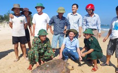 Quảng Trị: Thả cá thể vích nặng 70 kg về biển sau vài giờ mắc lưới ngư dân