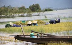 Mưa lũ lớn gây ngập hàng trăm ha lúa đang vào vụ thu hoạch ở Đắk Lắk