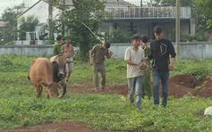 Thuê xe tải chở bò trộm được từ Khánh Hòa lên Đắk Lắk để bán