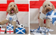EURO 2020: Chú chó thông minh nhất Anh dự đoán tuyển Scotland bị… giày xéo