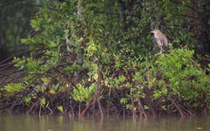 HSBC cùng WWF Việt Nam tái sinh 150 ha rừng ngập mặn