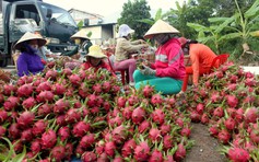 Bàn cách tiêu thụ 300.000 tấn thanh long