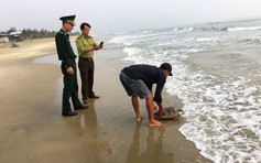 Liên tục xuất hiện rùa biển quý ở vùng biển Chân Mây - Lăng Cô