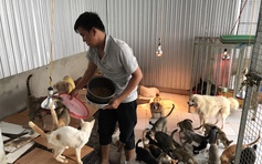 Lạ lùng vợ chồng 9X ở miền Tây cưu mang… hàng trăm chó, mèo bệnh tật
