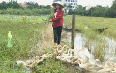 Tan trường đi chăn vịt, nữ sinh nghèo có thành tích học đáng ngưỡng mộ