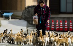 Hàng trăm con mèo 'chiếm đóng' hòn đảo giữa biển khơi