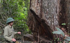 Báo cáo vụ chặt gỗ hương trong Vườn quốc gia Kon Ka Kinh trước ngày 6.11