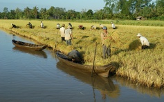 Phong vị miền Tây: Vần công, mót lúa, vịt chạy đồng